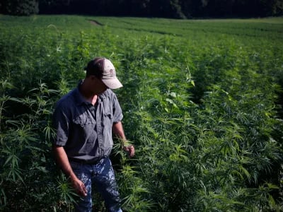 Cali Weed and Vapes: Warum Cali Gras die Premium-Wahl in Deutschland ist