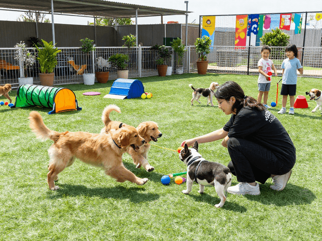Playful puppies at slot88 dog daycare with engaged caregiver