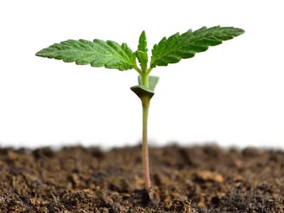 Warum immer mehr Menschen CBD kaufen und wie es wirkt