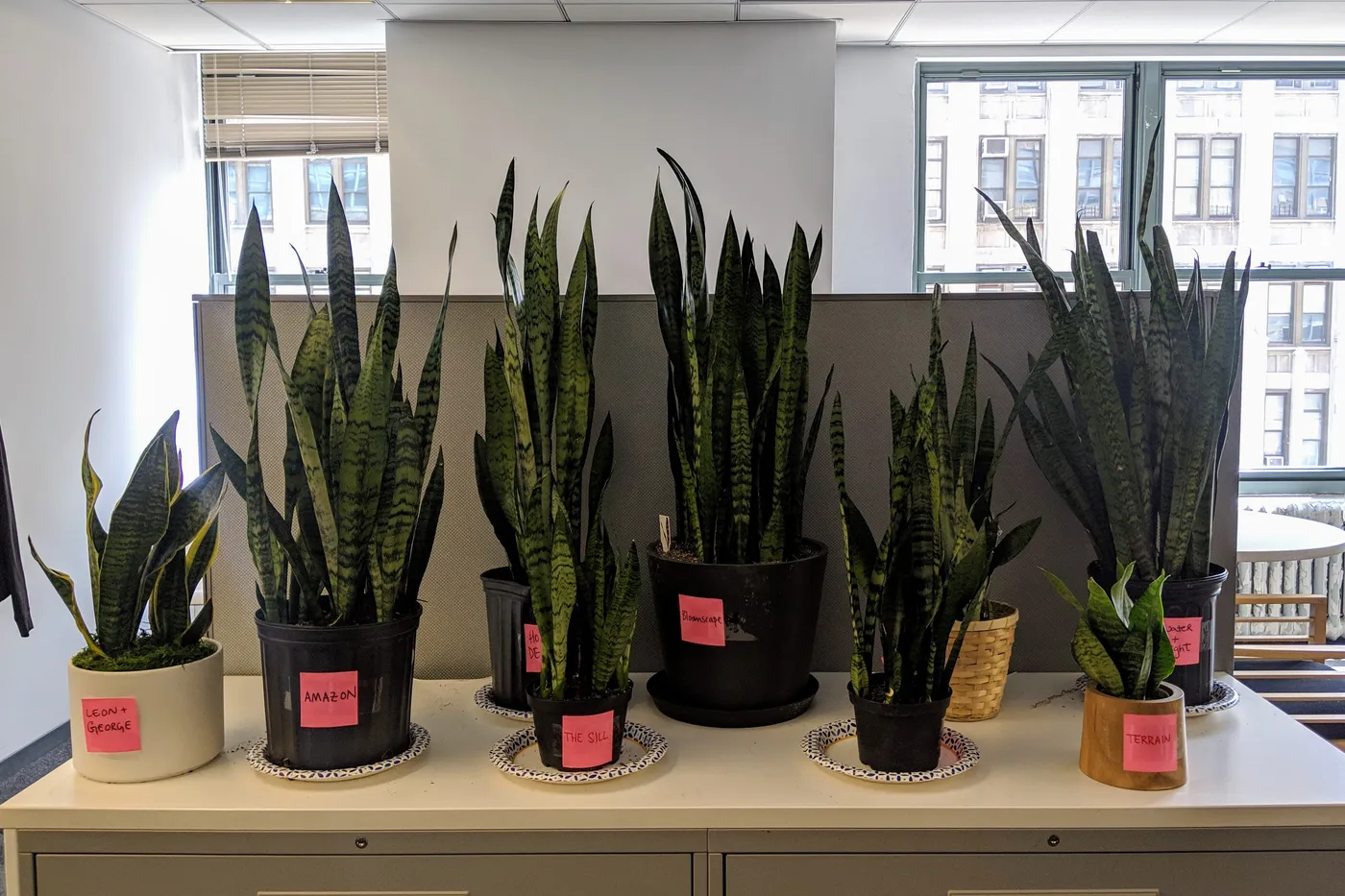Pflanzen online kaufen: Frische Pflanzen direkt zu dir nach Hause geliefert