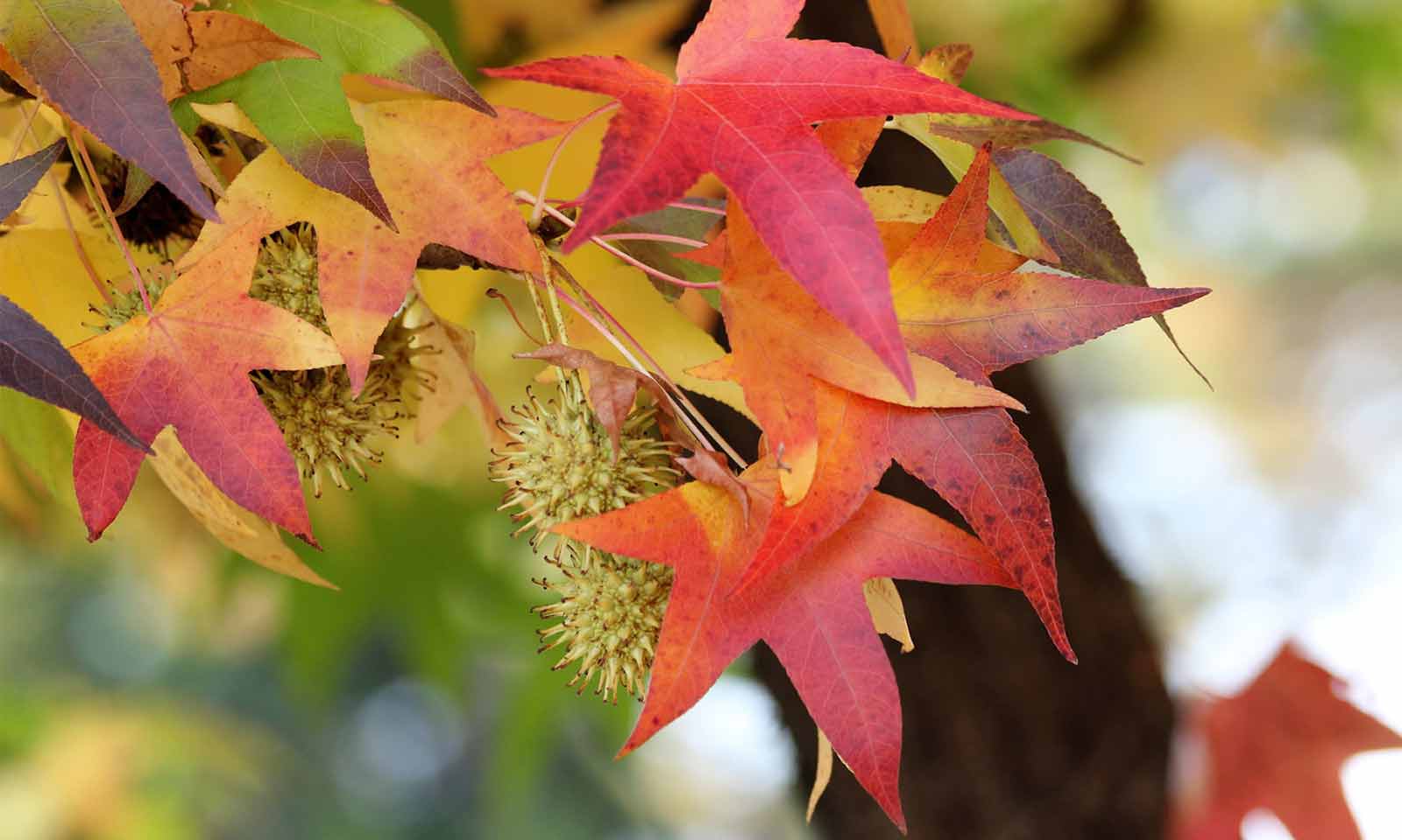 Spalierbäume: Die perfekte Lösung für Sichtschutz und Gartengestaltung