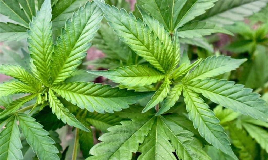 Outdoor vs. Indoor Anbau: Was ist am besten für Ihre Cannabis Samen?