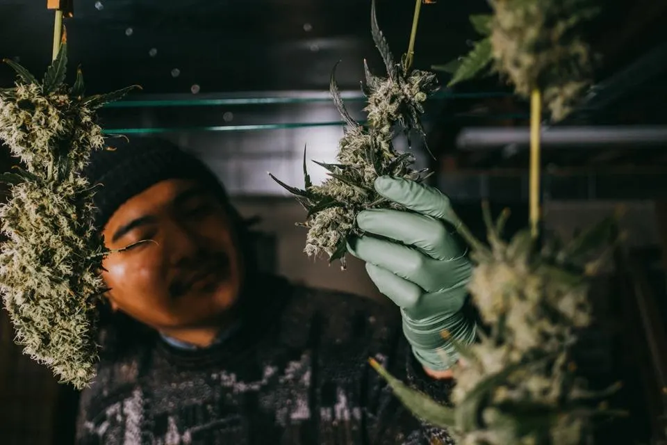 Warum immer mehr Menschen CBD kaufen und wie es wirkt