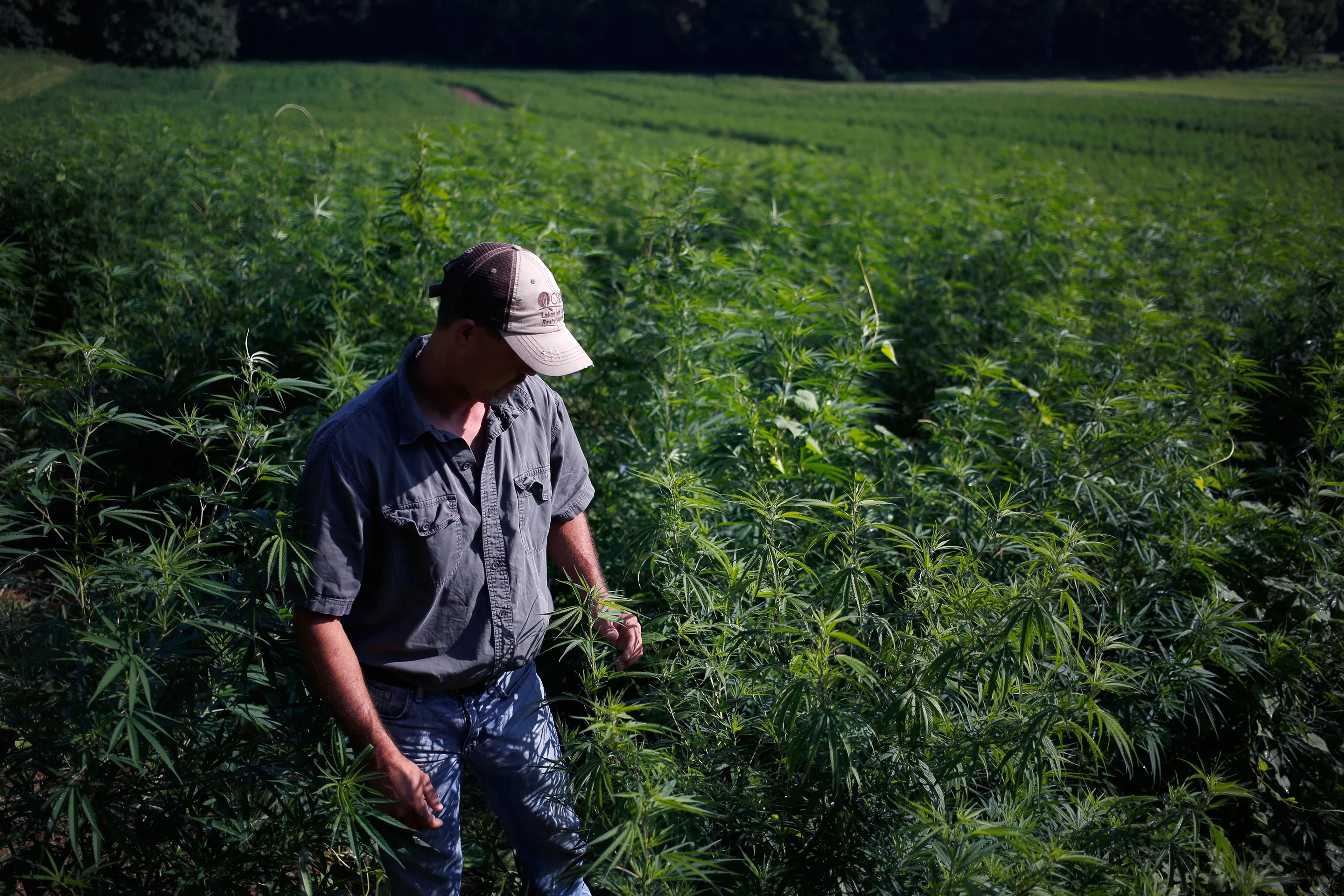 Cali Weed and Vapes: Warum Cali Gras die Premium-Wahl in Deutschland ist