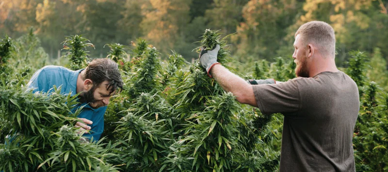 Cannabis Samen als natürliche Quelle für Omega-Fettsäuren