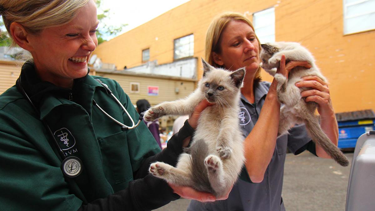 Tierpfleger gesucht: Erfahrene Mitarbeiter aus Rumänien für Ihre Tiere