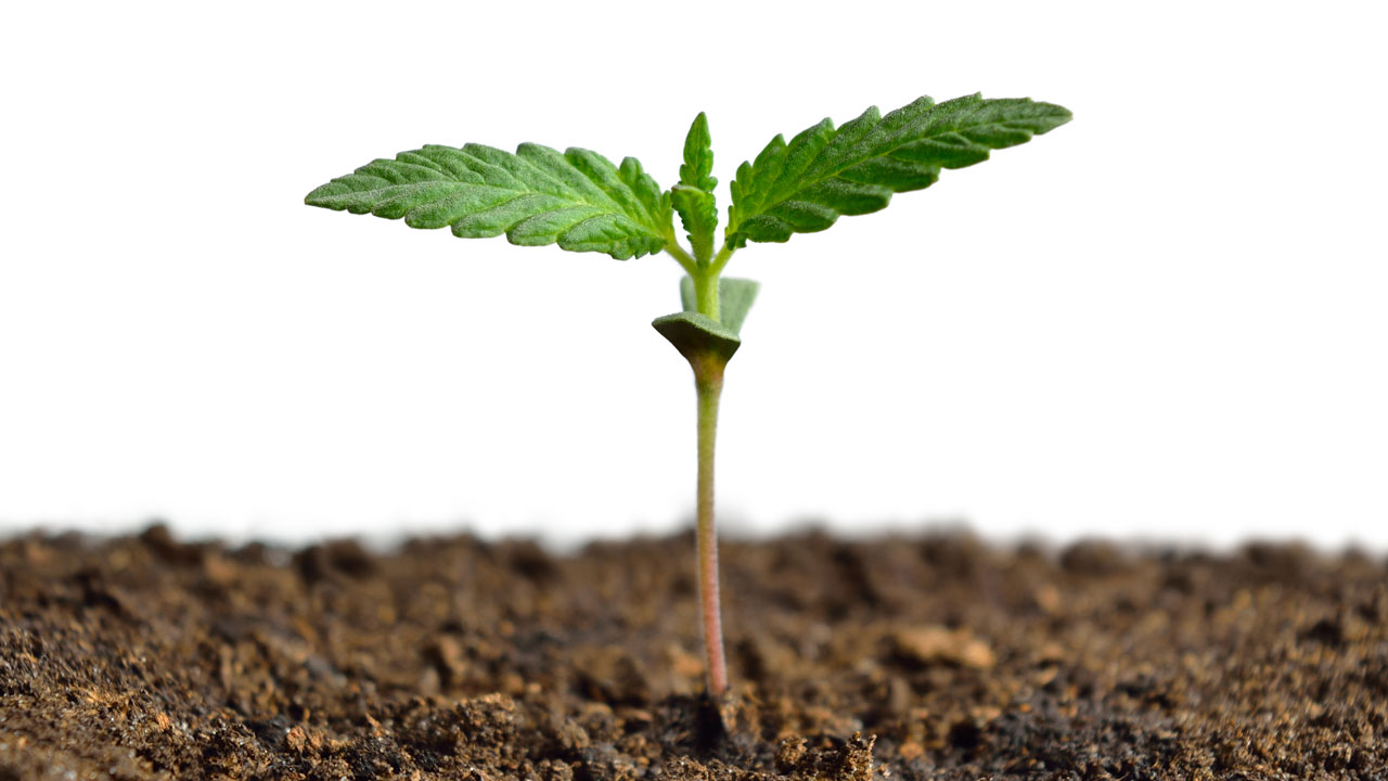 Warum immer mehr Menschen CBD kaufen und wie es wirkt