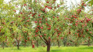 Trees-with-red-apples-in-an-orchard