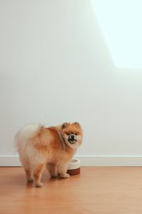 ollie dog food complaints